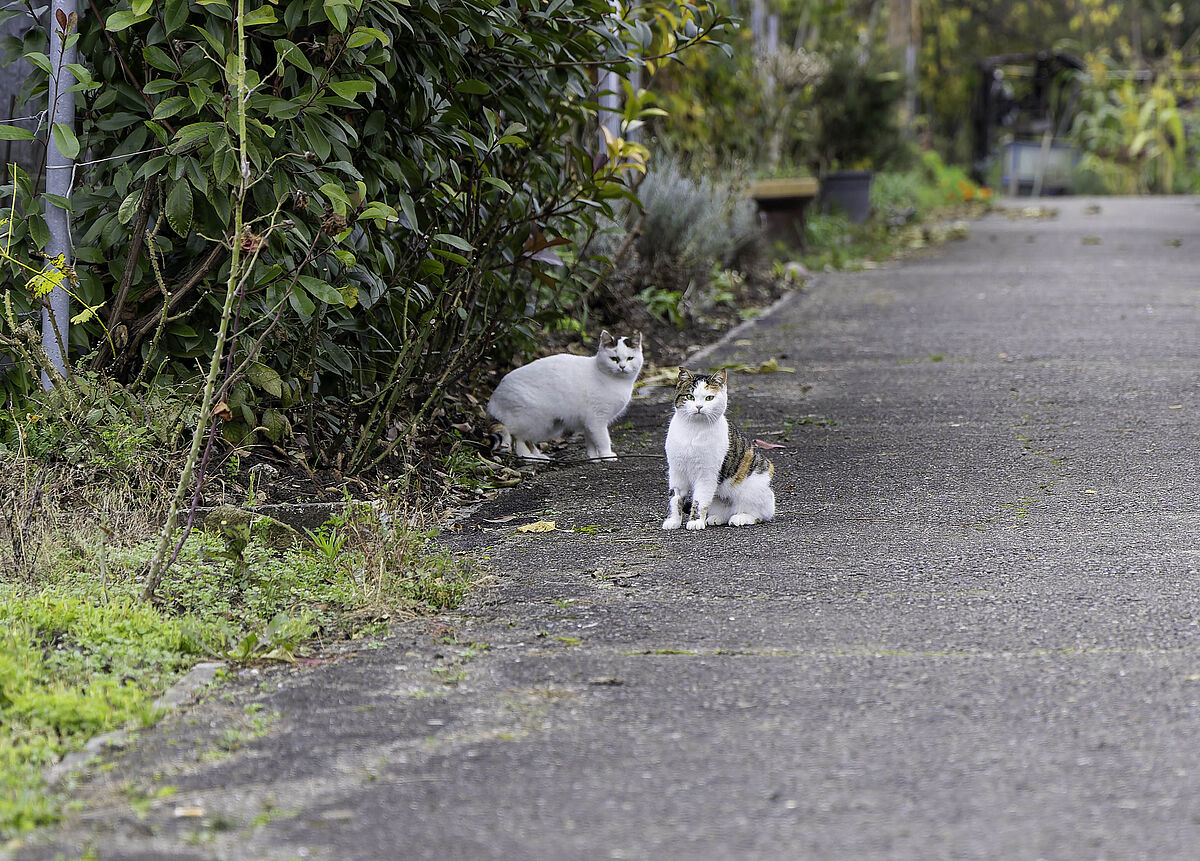 ProTier im Einsatz für heimatlose Katzen