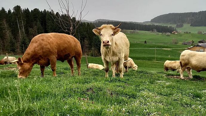 Private Hofführung auf dem Lebenshof KuhErde Private Hofführung auf dem Lebenshof KuhErde