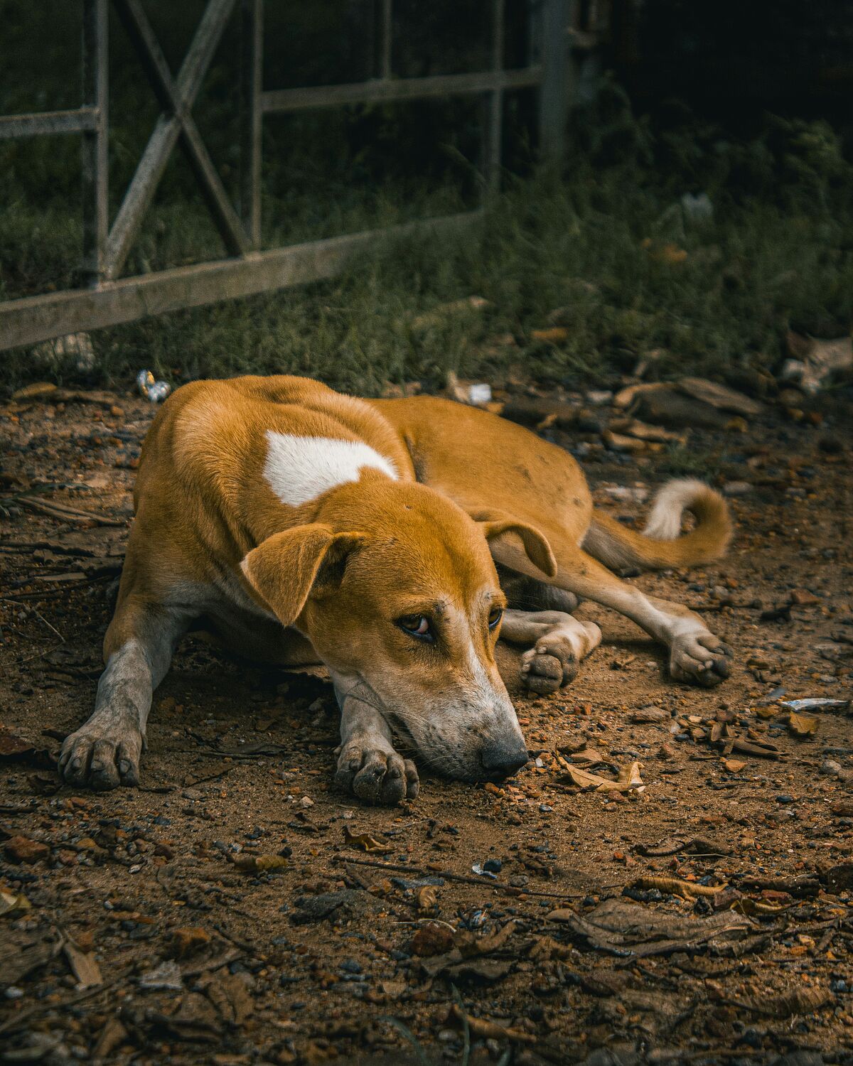 Strassenhund