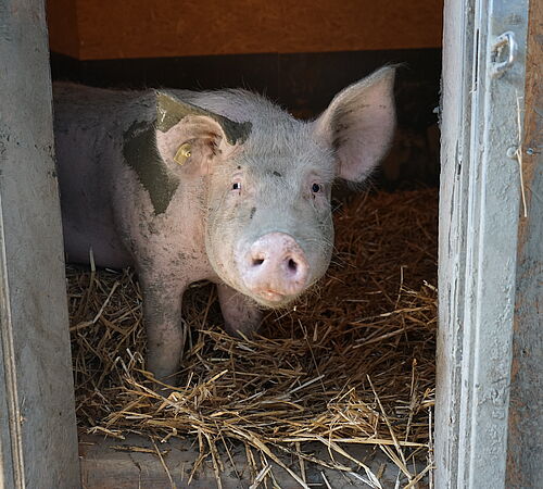 Schweinchen Vivo vor dem Schlachthaus gerettet