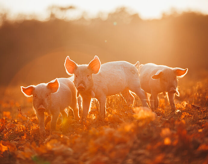 Nutztiere gibt es nicht