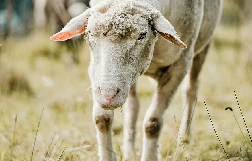 Tierische Naturwerkstatt Zürich