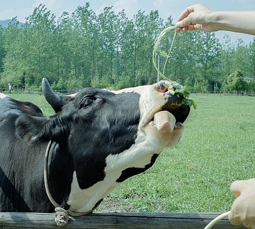 Gesunde Ernährung bei Kühen