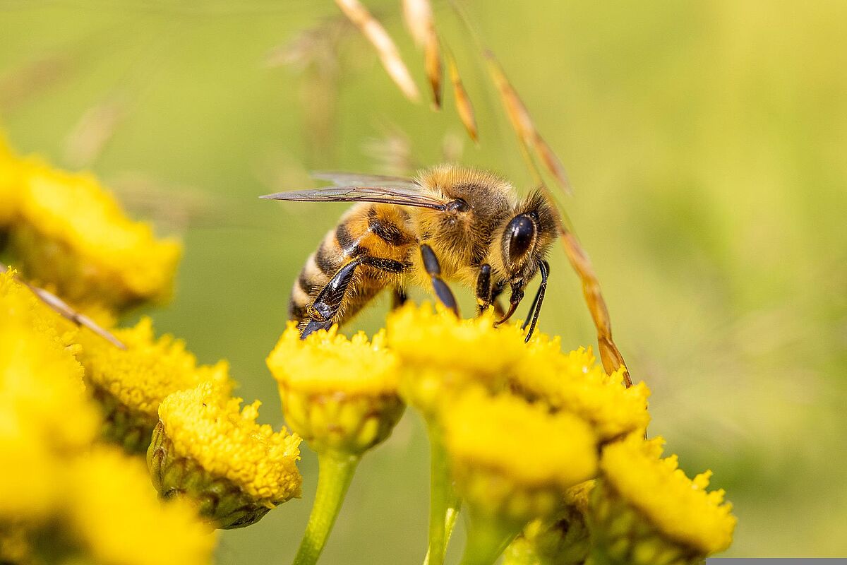 Weltbienentag