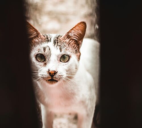Warum gibt es so viele heimatlose Katzen?