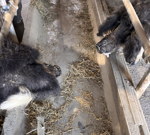 Mango & Loba: Zwei Wollschweine finden ein neues Zuhause