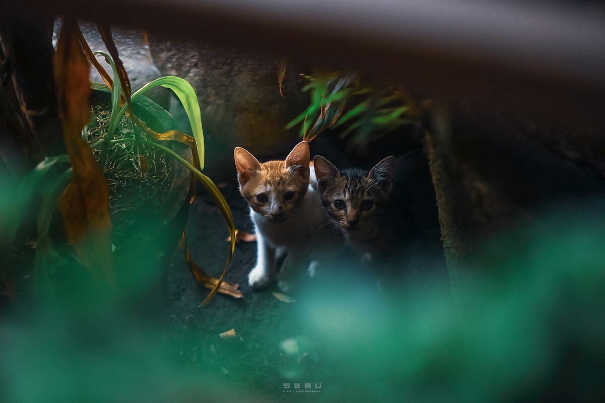 Streunerkatzen