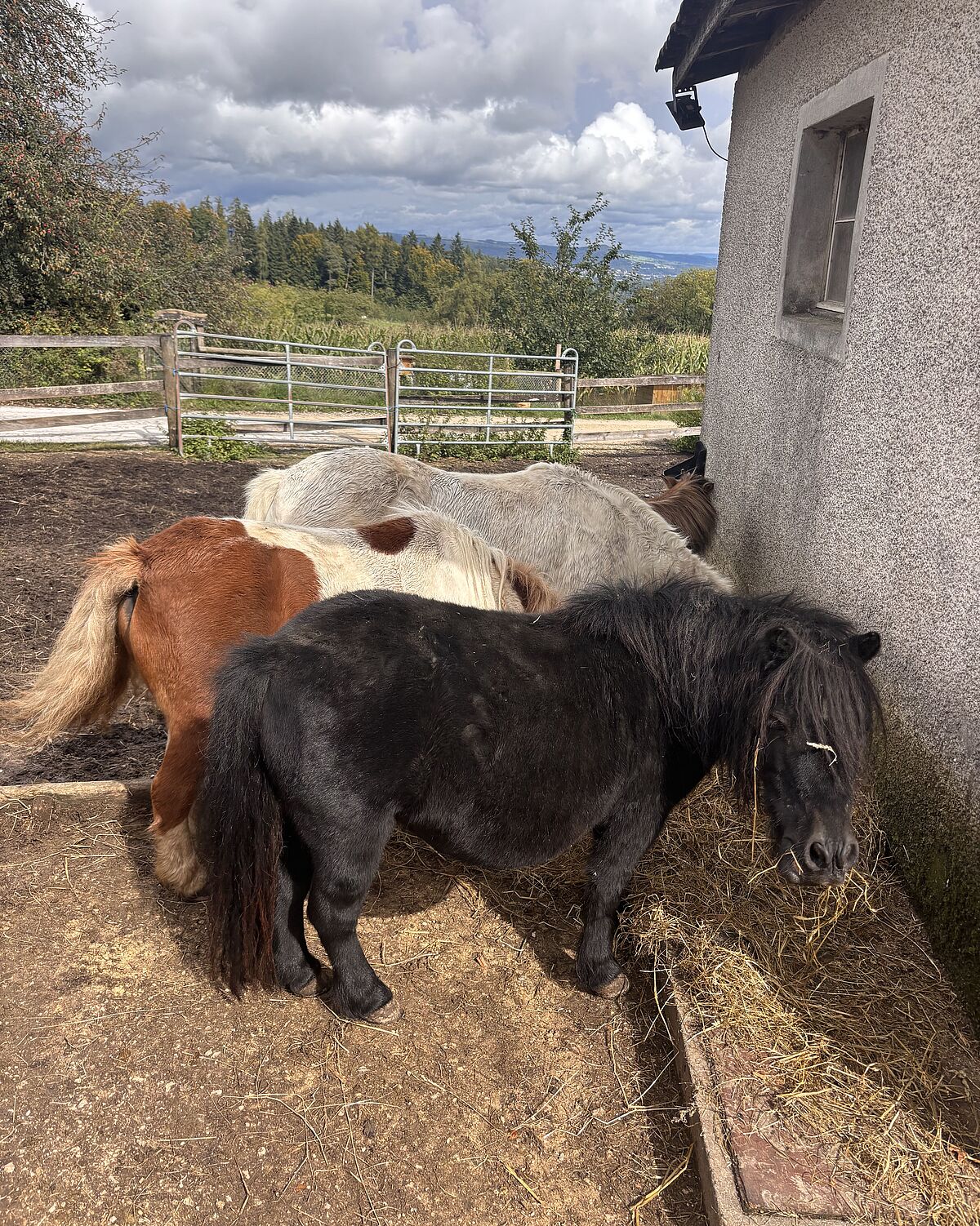 Corporate Volunteering