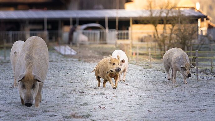 Schweinische Abenteuer auf dem Naturhof Waltwil4 Schweinische Abenteuer auf dem Naturhof Waltwil4