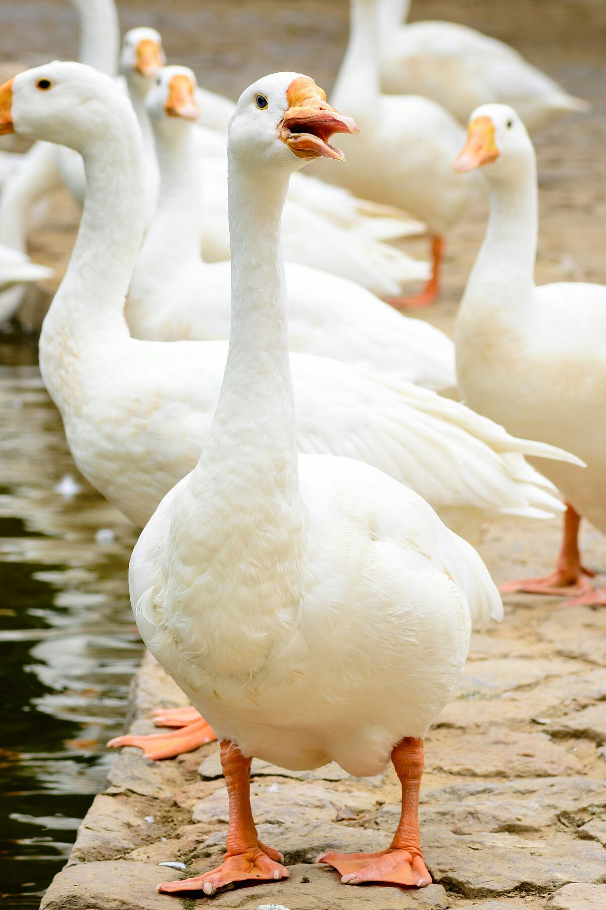 Gans