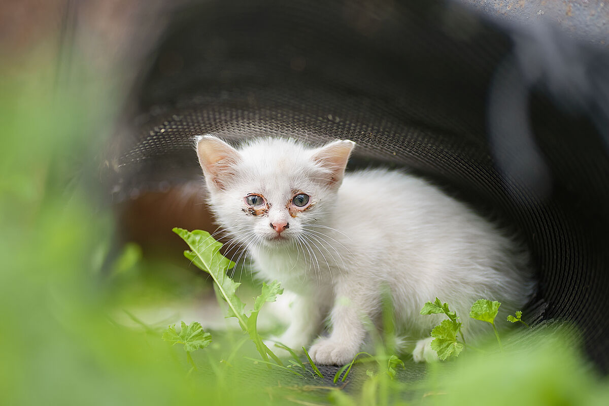 Kranke Katze