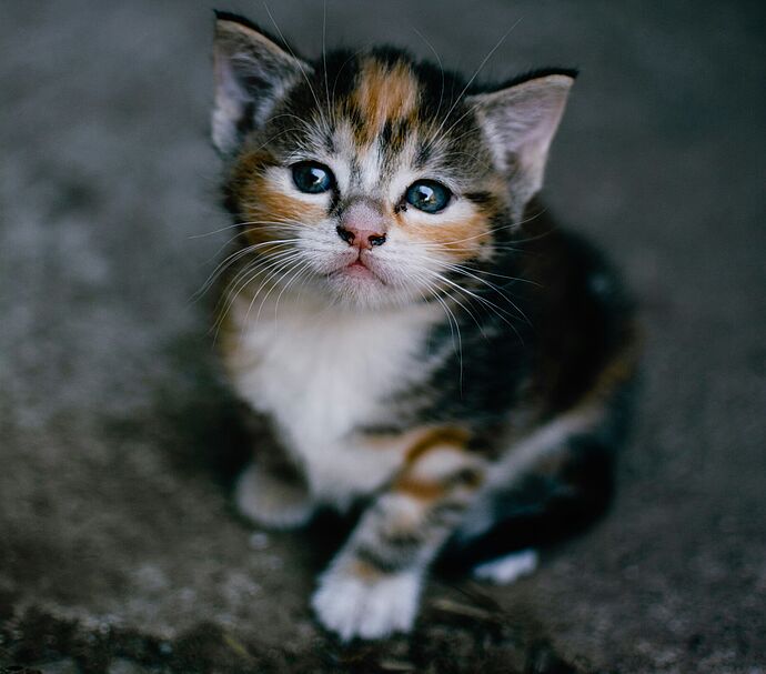 Hoffnung für heimatlose Katzen Hoffnung für heimatlose Katzen