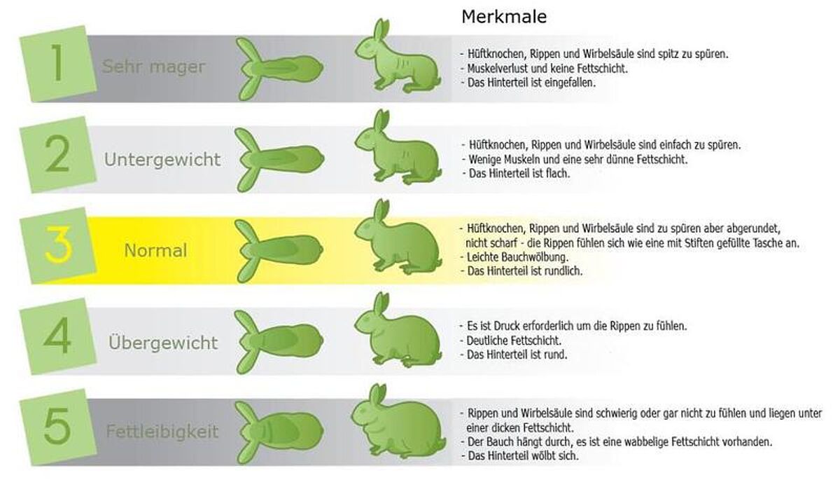 Übersicht Kaninchengewicht