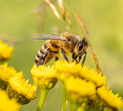 Tierische Helfer im Garten