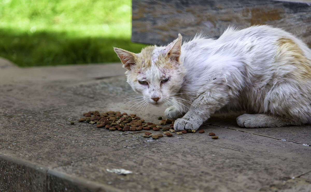 Kranke Katze