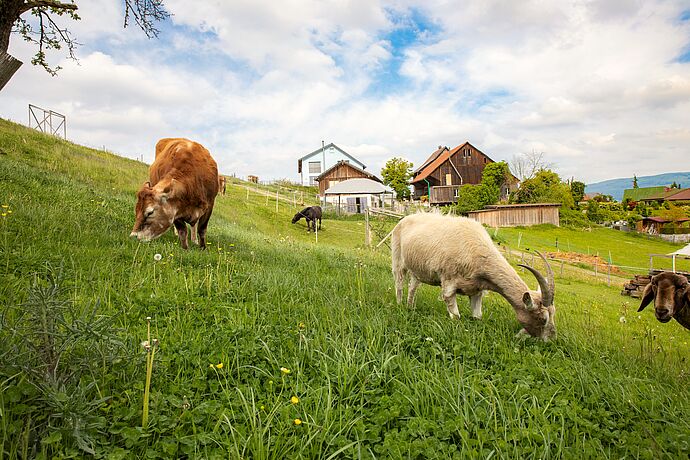 Lebens- und Gnadenhöfe