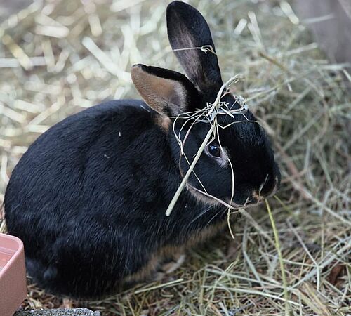 Freiheit auf dem Hofgut Rosenberg