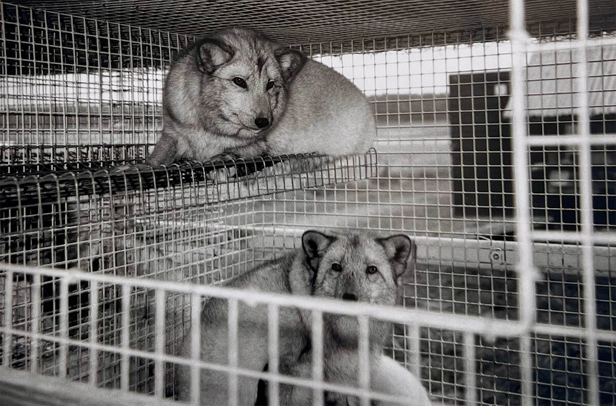 75 Jahre ProTier - Archiv