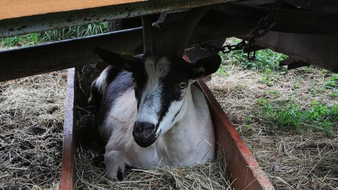 Geissenwanderung auf dem Hofgut Rosenberg Geissenwanderung auf dem Hofgut Rosenberg