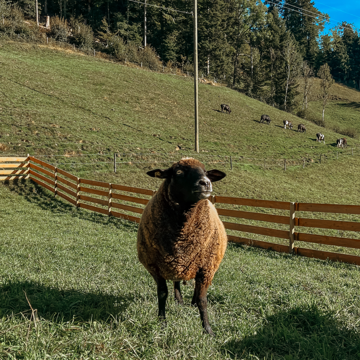 Schaf vom Lebenshof Frei Sein