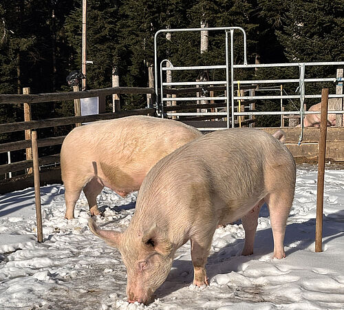 Ein neues Zuhause für  Noah, Arya, Leonie und Tilio