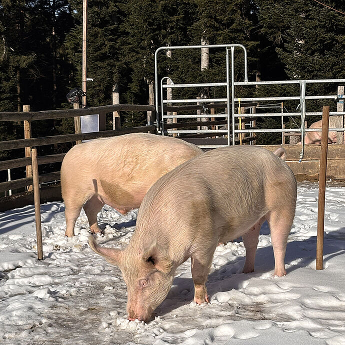 Ein neues Zuhause für Noah, Arya, Leonie und Tilio