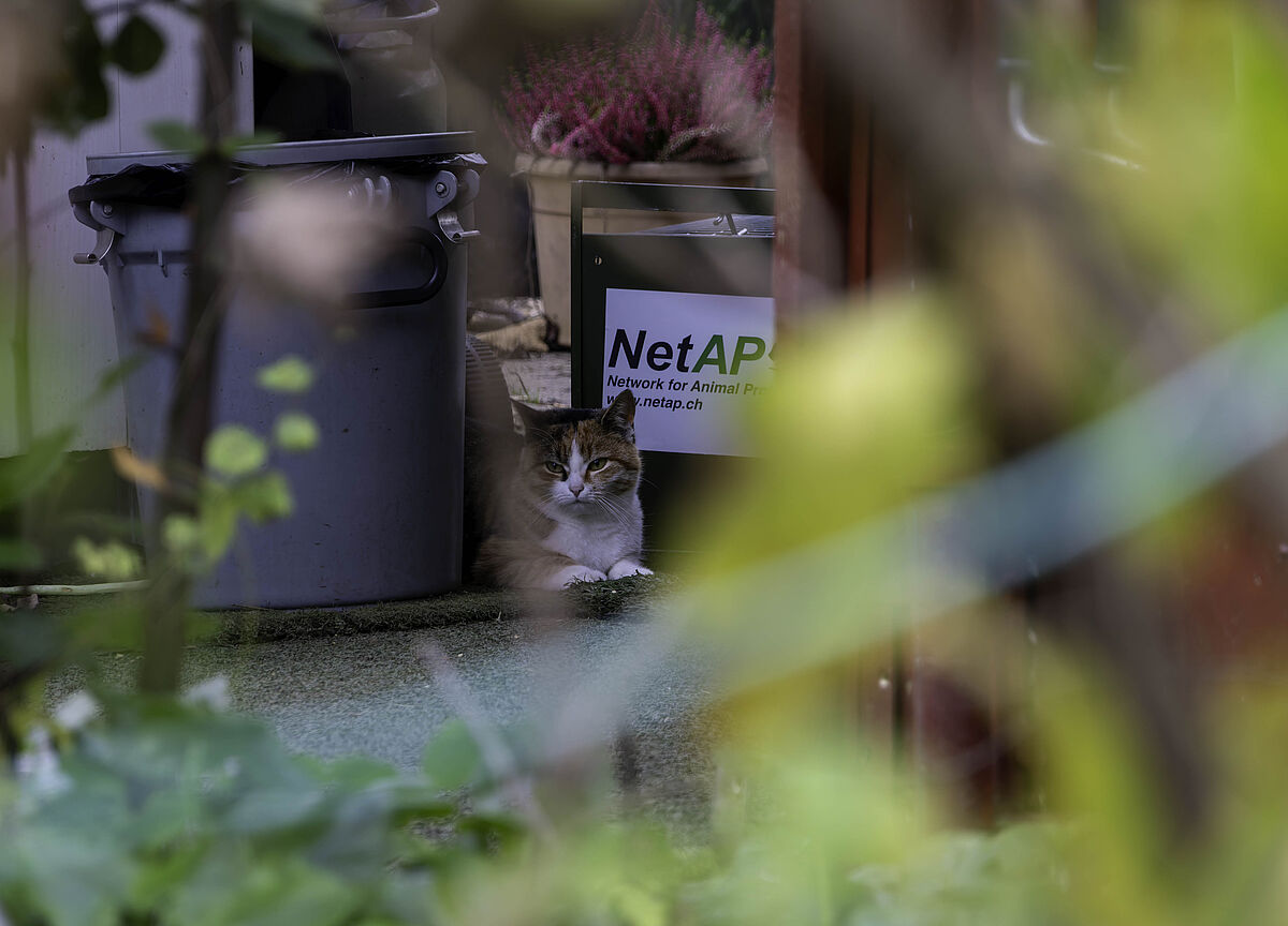 NetAp Katze