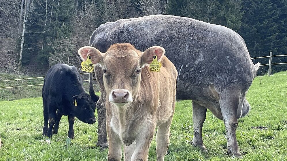 Lebenshof Life Farm Forever Rengg