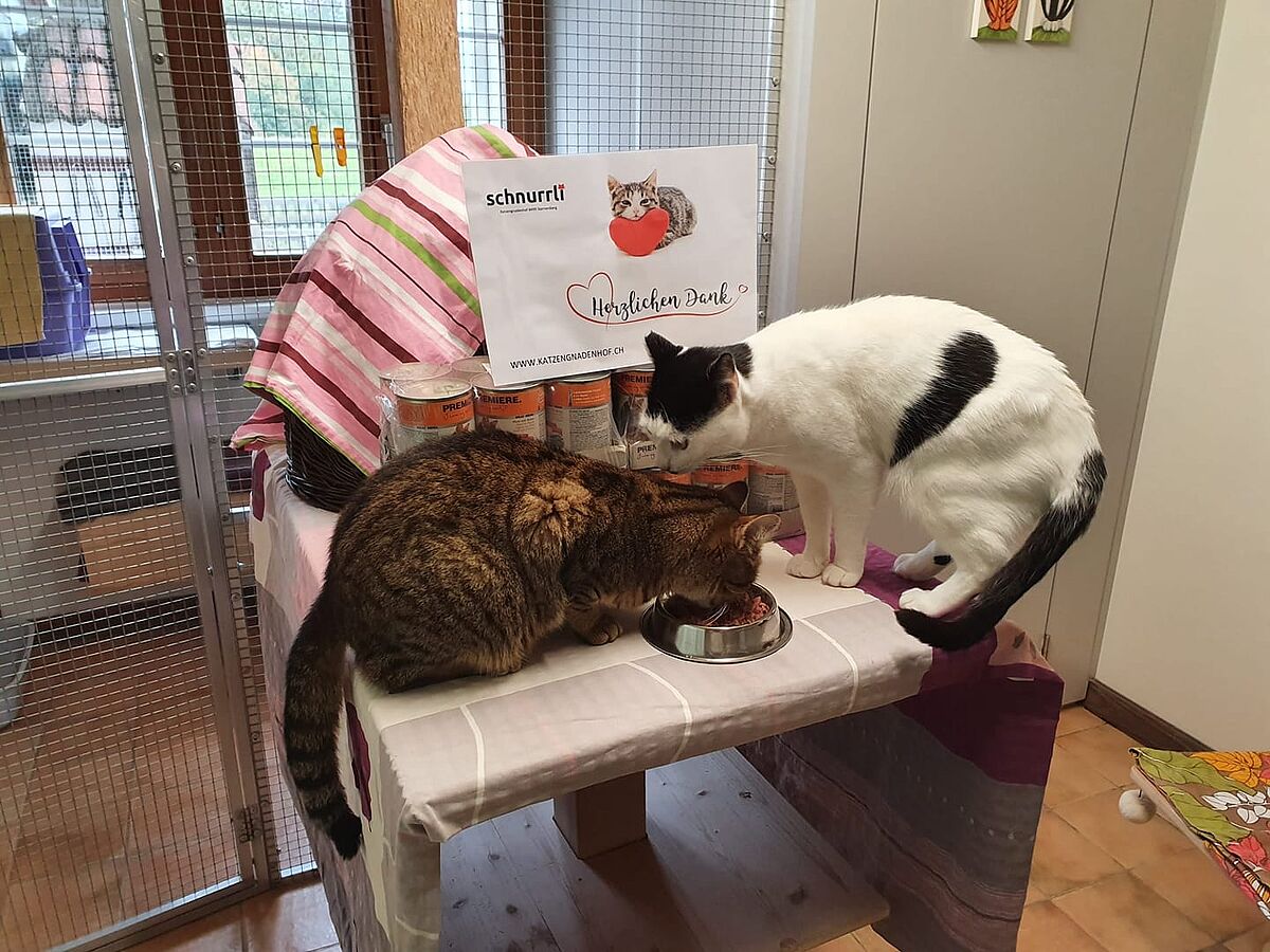 Katzen am fressen mit Futterberg im Hintergrund