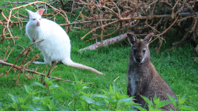 Frühstück bei den Kängurus auf dem Känguruhof Frühstück bei den Kängurus auf dem Känguruhof