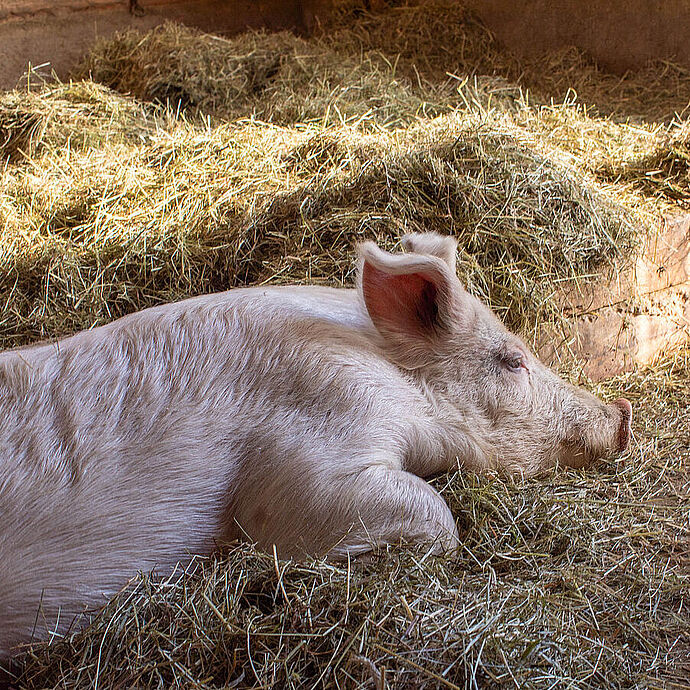 Wie artgerechte Schweinehaltung wirklich aussieht