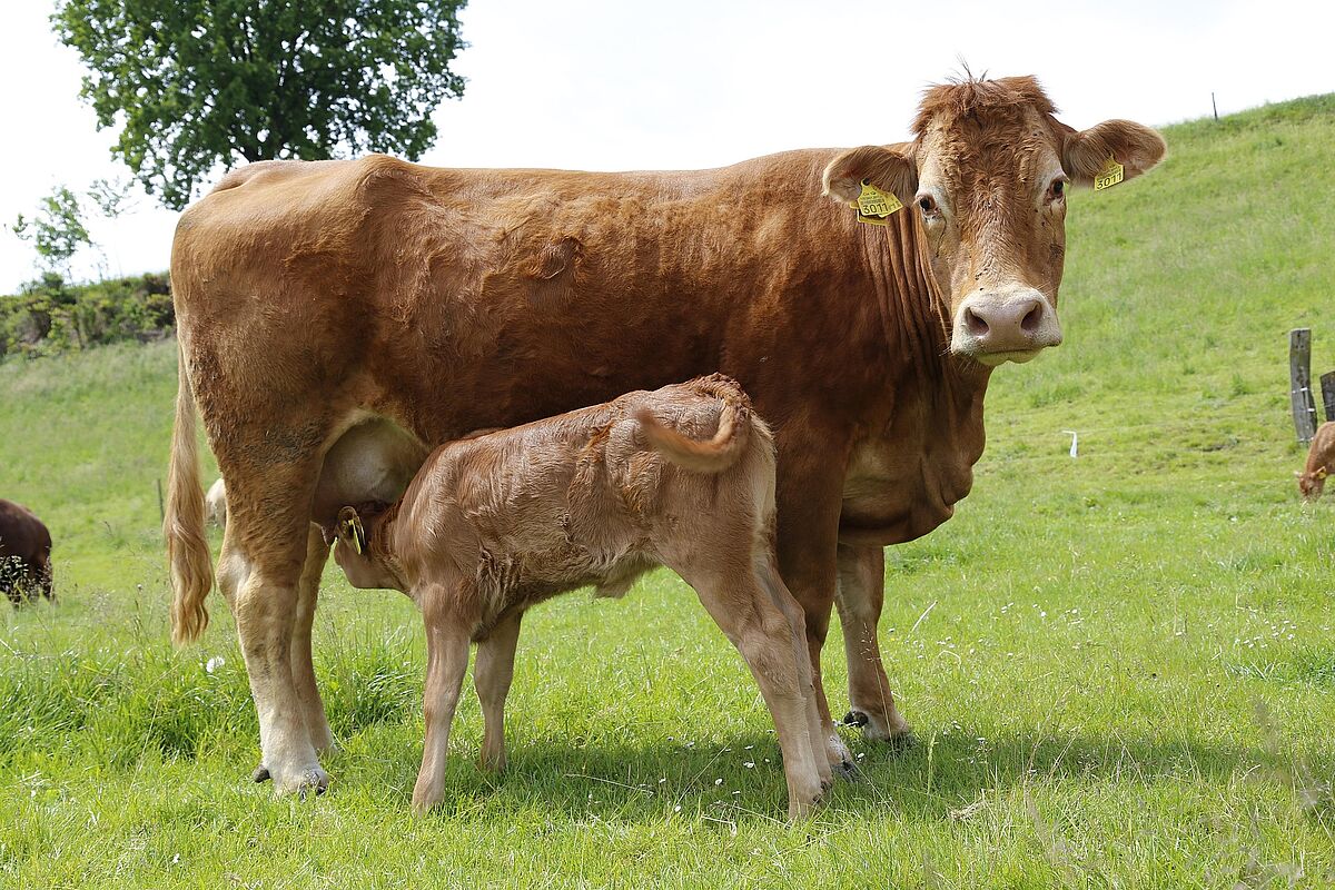 Mutterkuh und Kalb