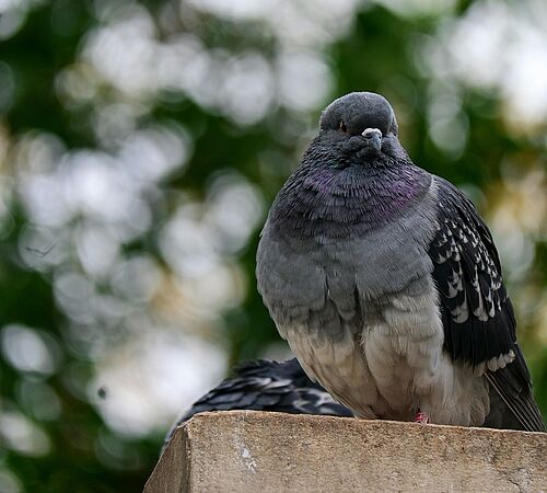 Taubenschläge statt Keulen - Besuch in Winterthur