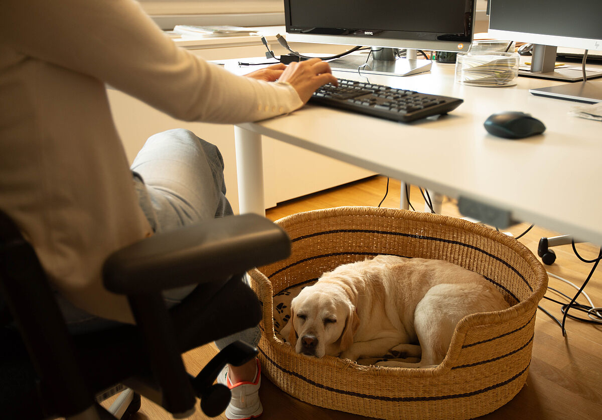Ein Büro-Hund in seinem Bett unter dem Tisch