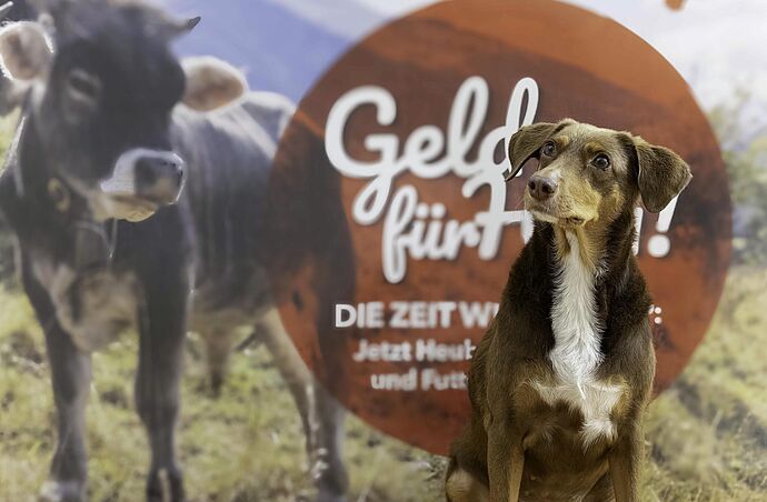 Unser Bürohund Yuma