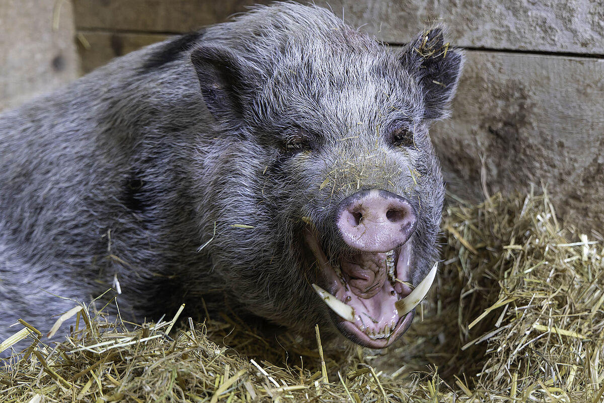 Gnadenhof Tier-Asyl Hübeli