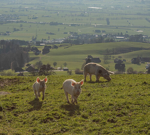 Von der Muttersau zur Nummer