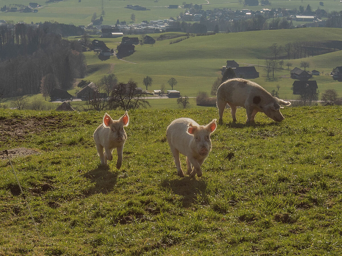 Schweine Herde