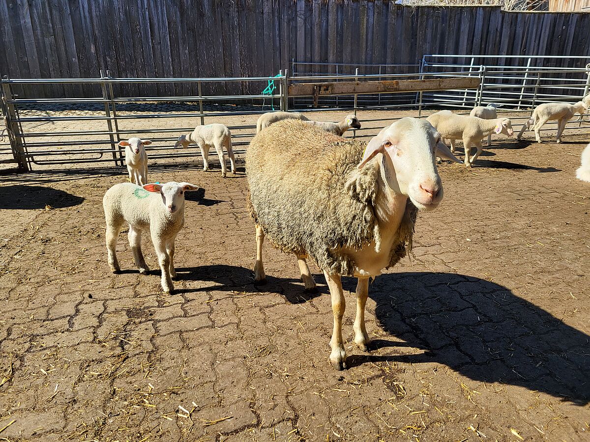 Mutterschaf mit ihrem Lamm