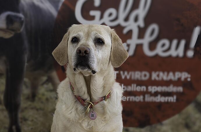 Unser Bürohund Amelia