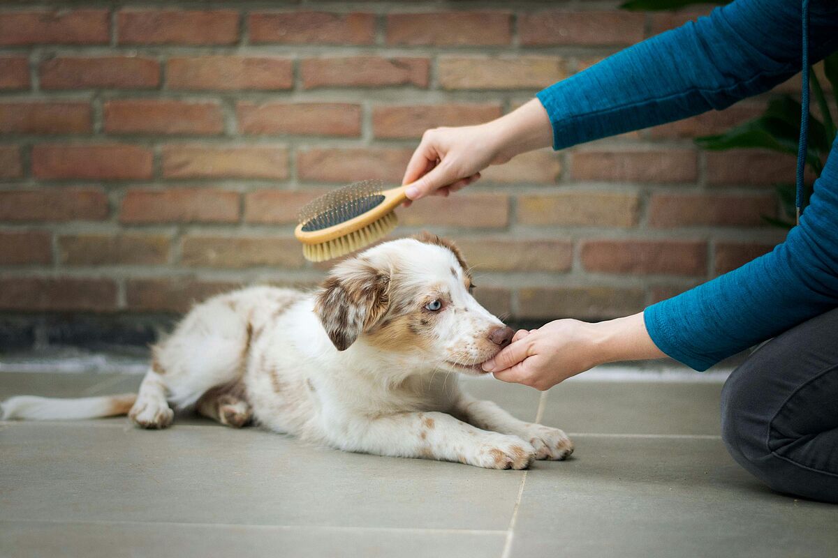 Hundetraining