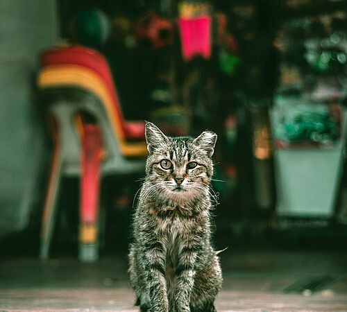 Ohrmarkierung bei kastrierten wilden Katzen