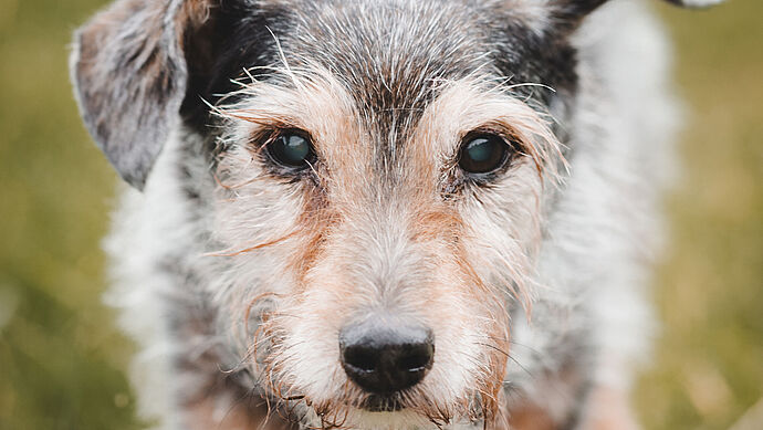 Hilfe für einen ganz besonderen Hund
