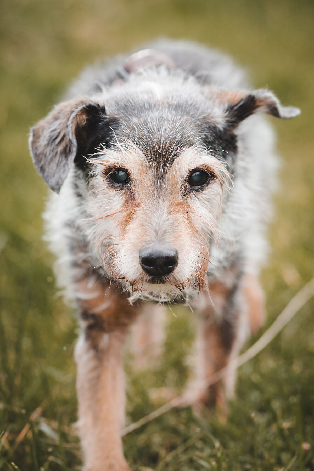 Hund Chipsy vom Erlebenshof Vilztür