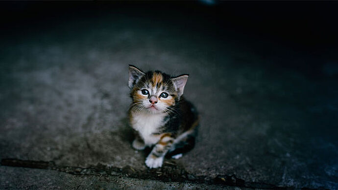 Hoffnung für heimatlose Katzen in der Schweiz