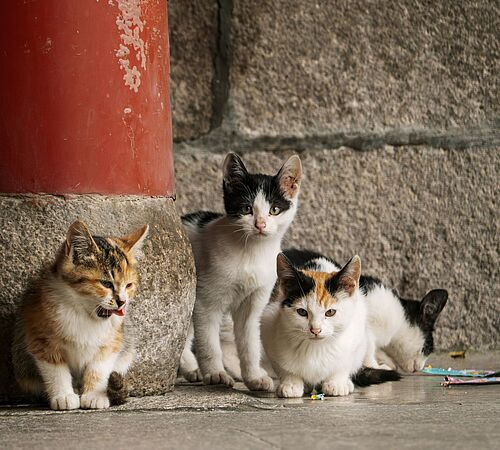 Heimatlose Katzen: Warum Katzen oft halbwild bleiben