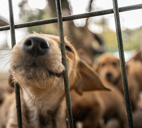 Revidierte Tierschutzverordnung: Neue Importregelung für Hundewelpen