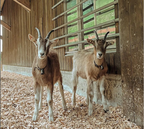 Sechs gerettete Tiere finden ein neues Zuhause