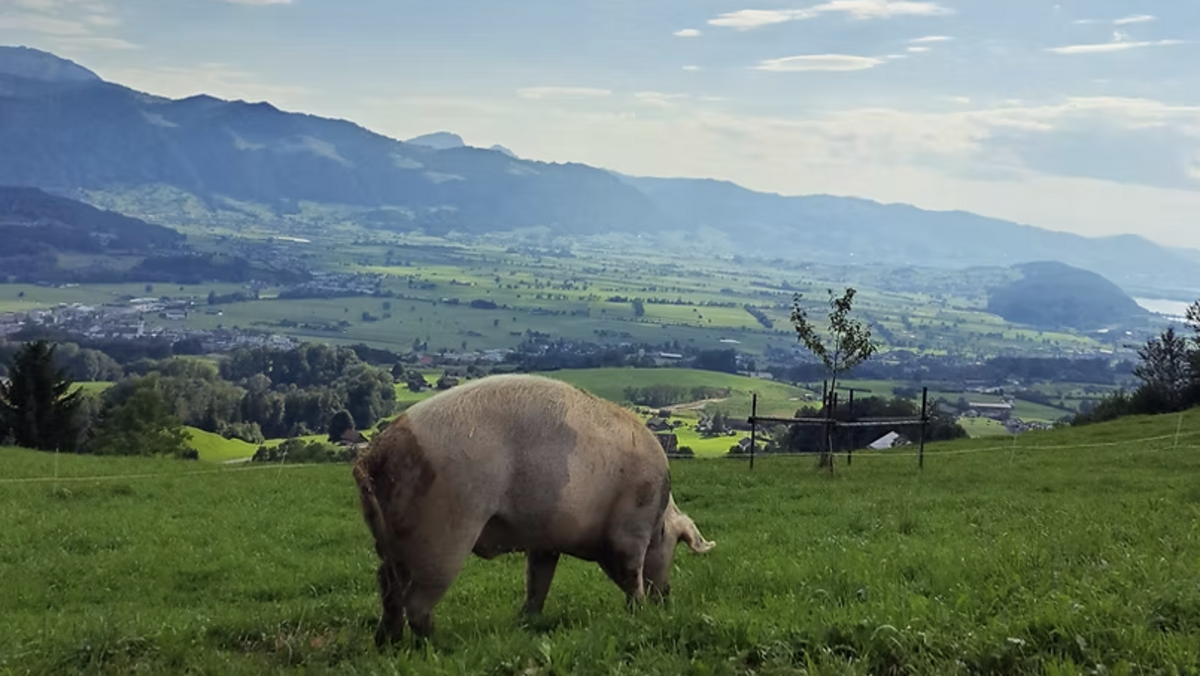 Aussicht vom Erlebenshof