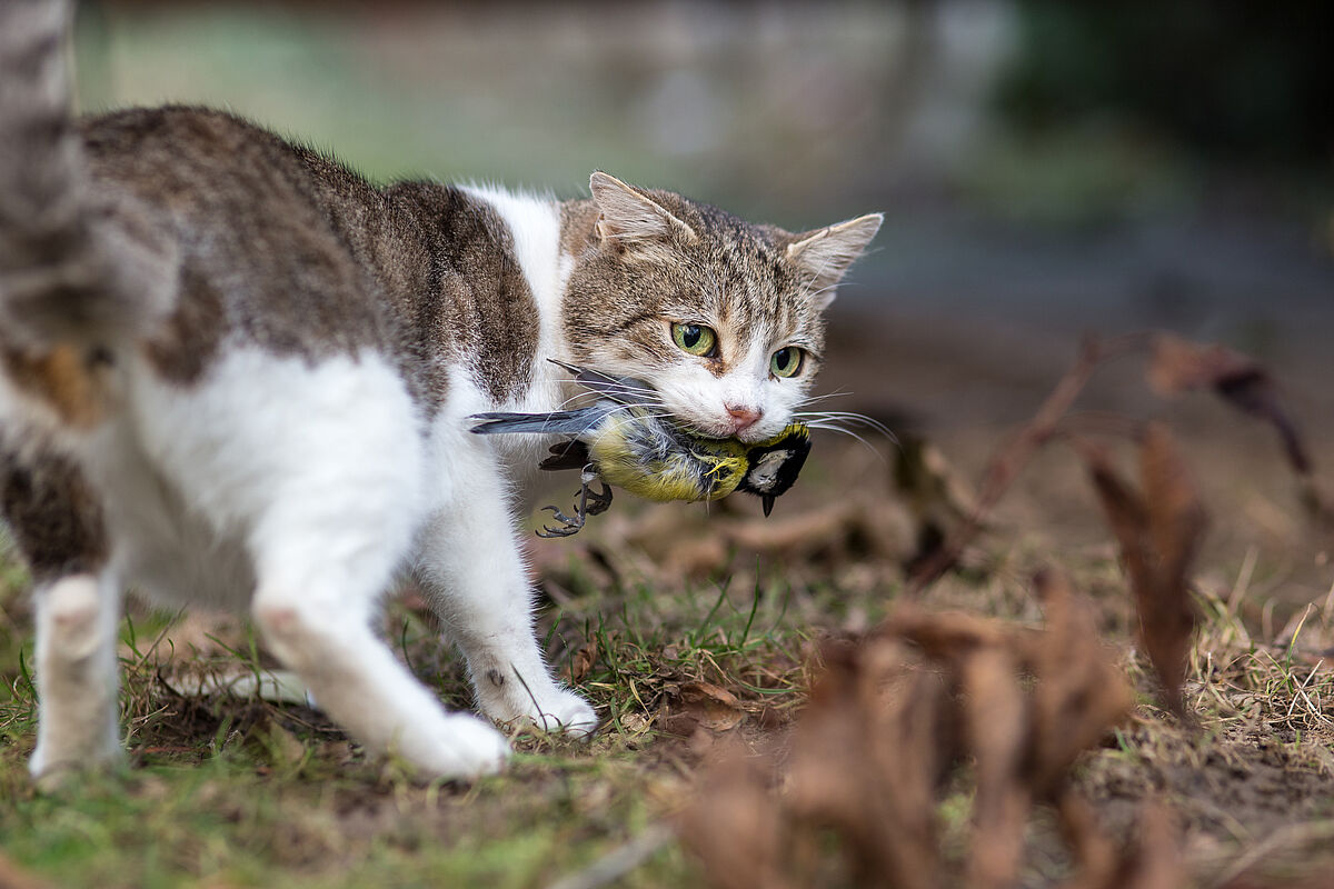 Katze als Raubtier